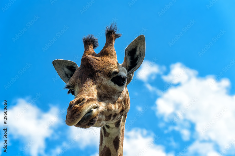 Fototapeta premium Giraffe
