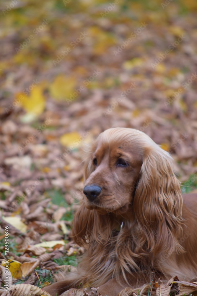 Red-haired Spaniel on a walk in the autumn Park.