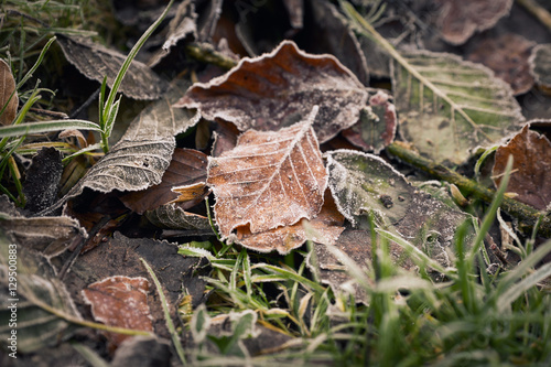 Frozen autumn frost cold morning ice leaves background
