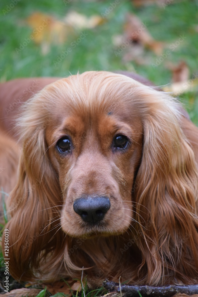 Red-haired Spaniel on a walk in the autumn Park.