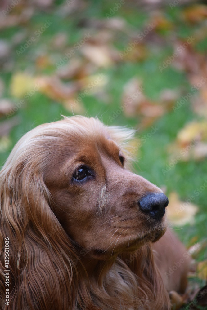 Red-haired Spaniel on a walk in the autumn Park.