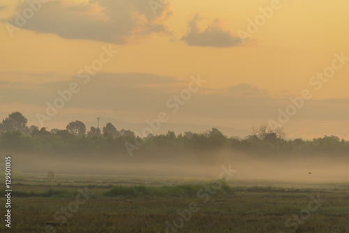Thailand local rice paddy field with sunset