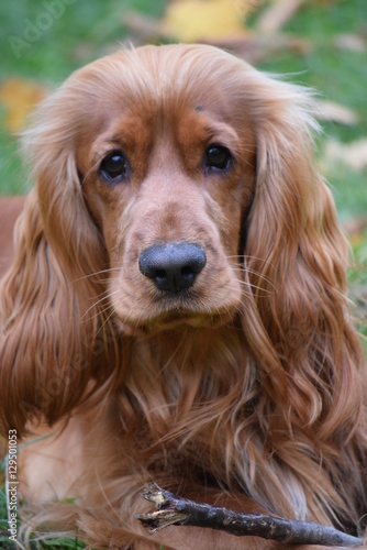 Red-haired Spaniel on a walk in the autumn Park.