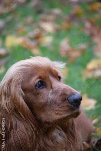 Red-haired Spaniel on a walk in the autumn Park.