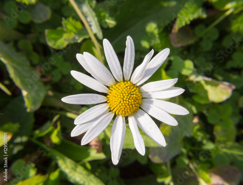 beautiful daisy flower sunny day blooms