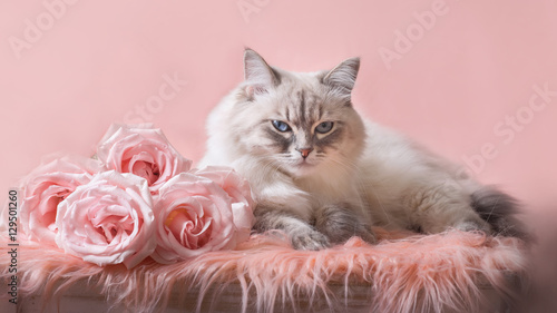 Neva Masquerade (Siberian) cat with roses 