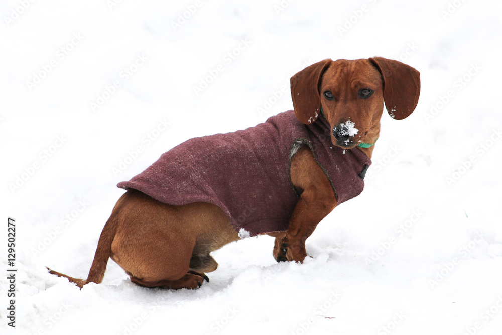 Dog with coat in the snow.