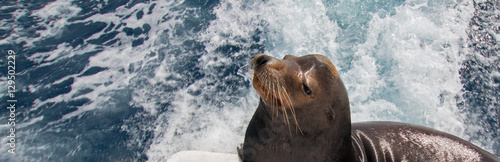 California Sea Lion on the back of charter fishing boat in Cabo San Lucas