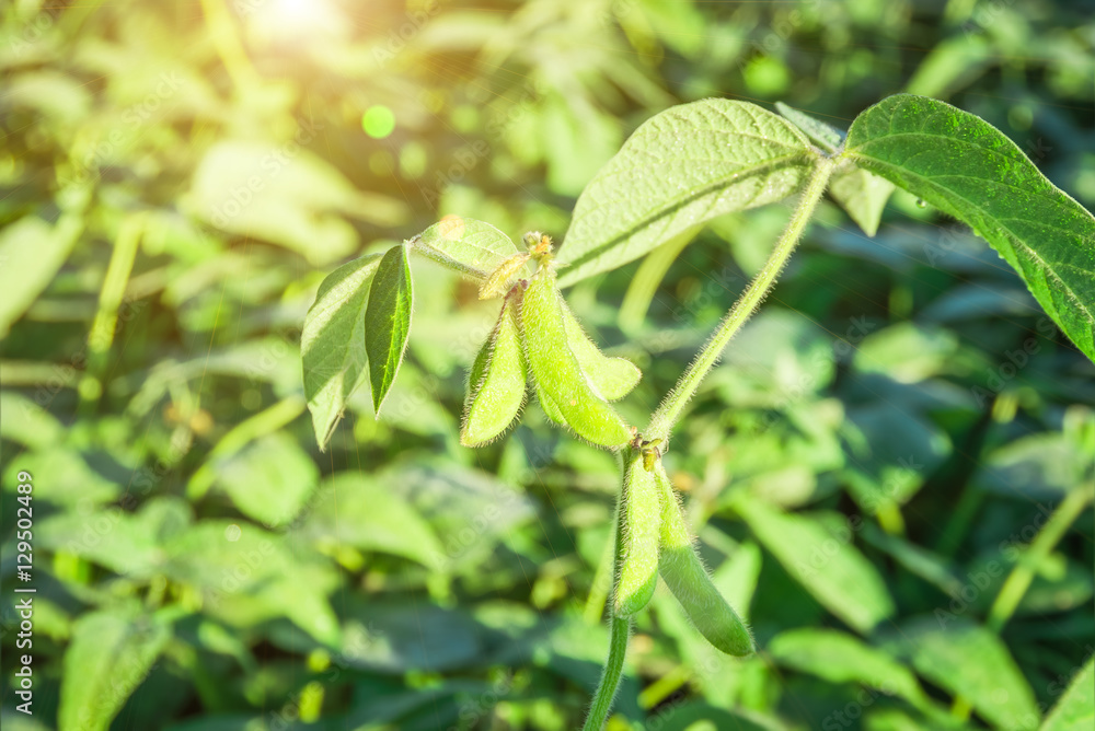 Green soybean pods closeup agricultural background Green soybean pods closeup agricultural background