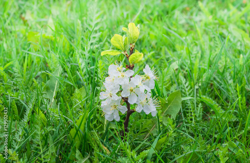 sprout plum tree with flowers in a green grass photo