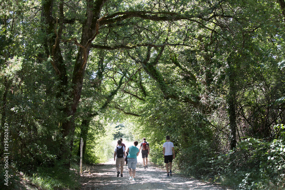 Obraz premium Waldweg