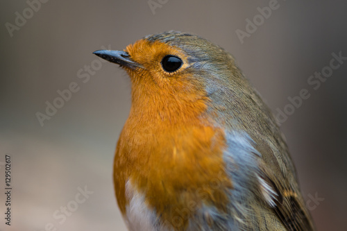 Robin (Erithacus rubecula) close-up of head and breast. Bird filling the frame in profile with particularly striking orange breast and fine detail in feathers © iredding01