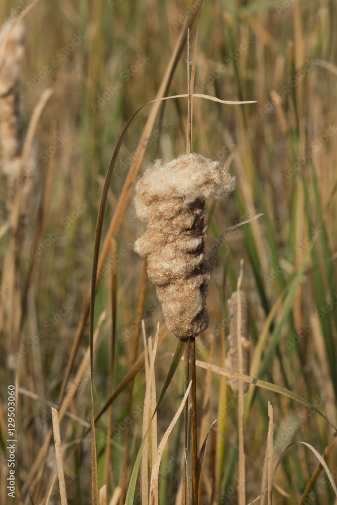 Cattail blooming in wetlands
