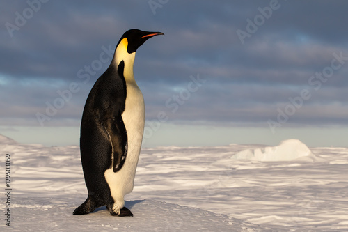 Emperor penguin with long neck during sunset