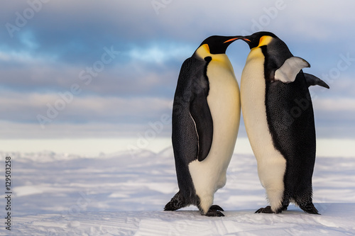 Two emperor penguins standing belly to belly, cheering