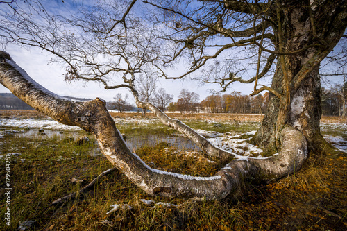 Alter Baum im Moor mit Schnee