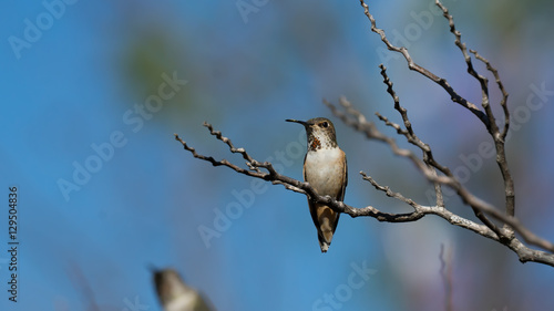 Allen's Hummingbird Perched on a Branch