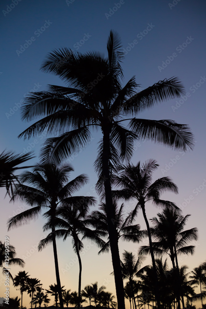 Palm Silhouettes