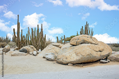 Rocks and Cactus plants in the cunucu on Aruba island in the Car photo