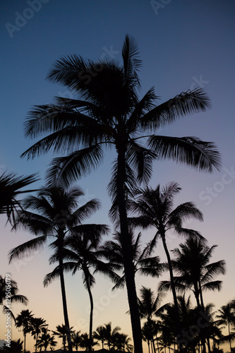 Palm Silhouettes