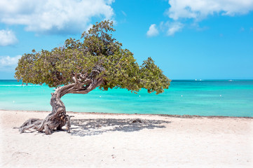 Fototapete Karibik Divi-Divi-Baum auf der Insel Aruba im Karibischen Meer  © Nataraj