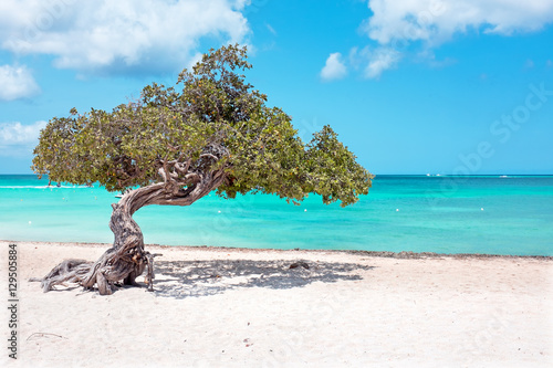 Fotografie Divi divi tree on Aruba island in the Caribbean Sea