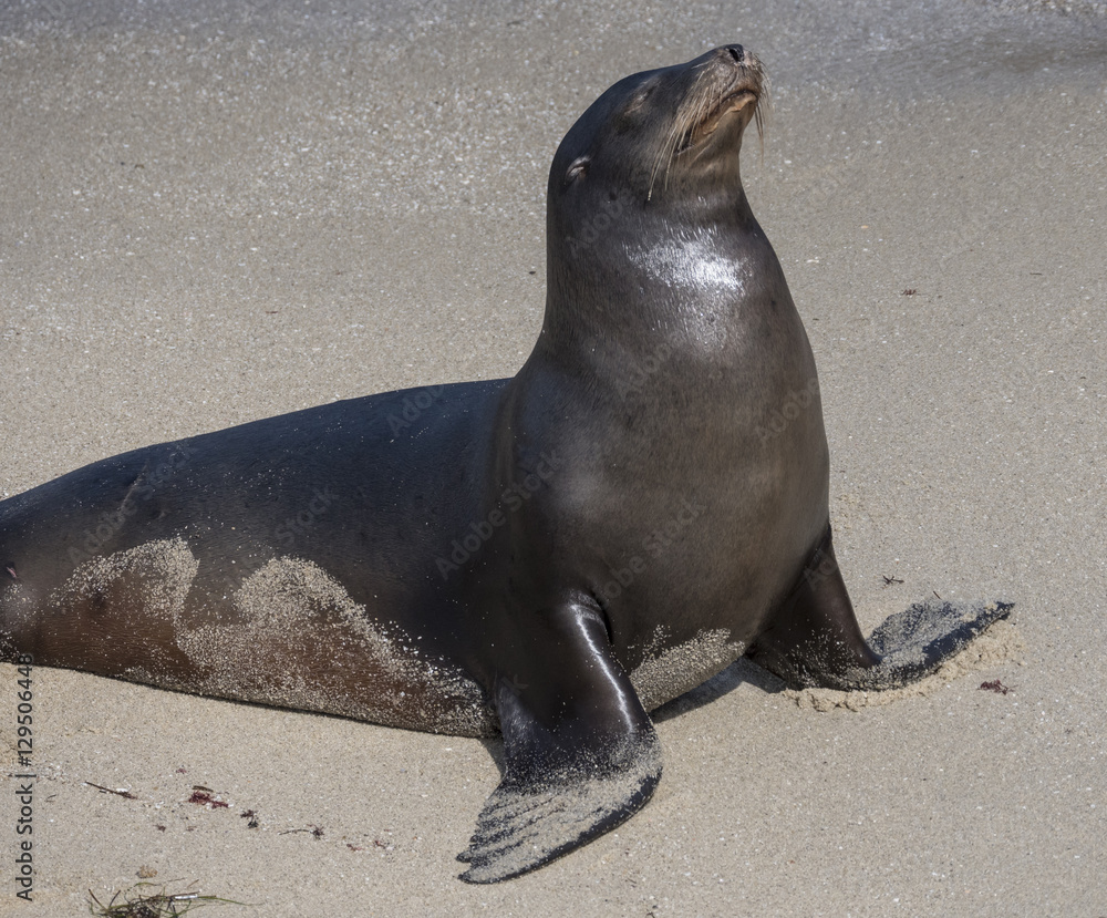 Naklejka premium Sandy Sea Lion Taking in the Rays-Sea lion relaxing on the beach in La Jolla, California.