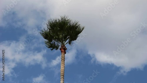 風に揺れるヤシの木