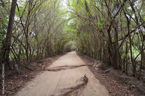 Caminho de bambu