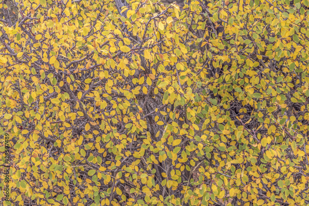 color changing leaves color changing leaves
