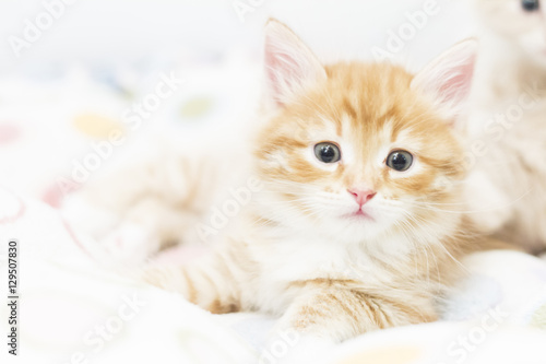 red kitten into a coloured basket,siberian cat at two months