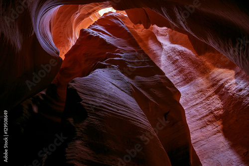 Antelope