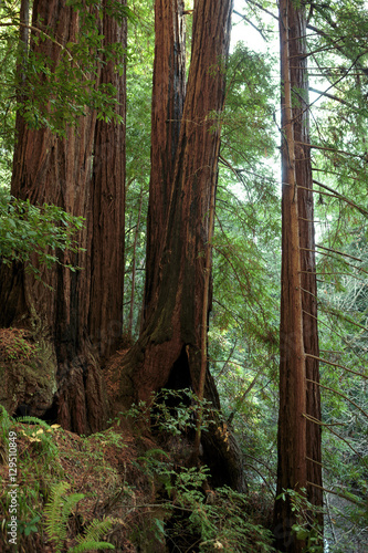 Coastal redwoods