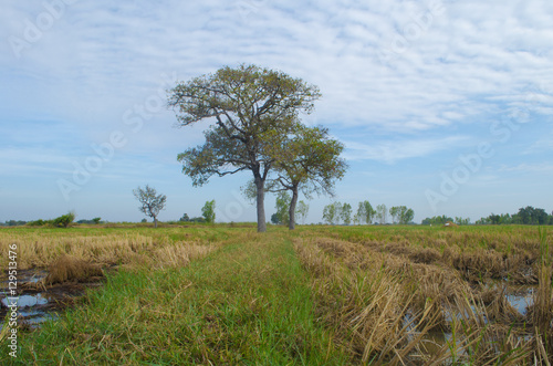 cornfield