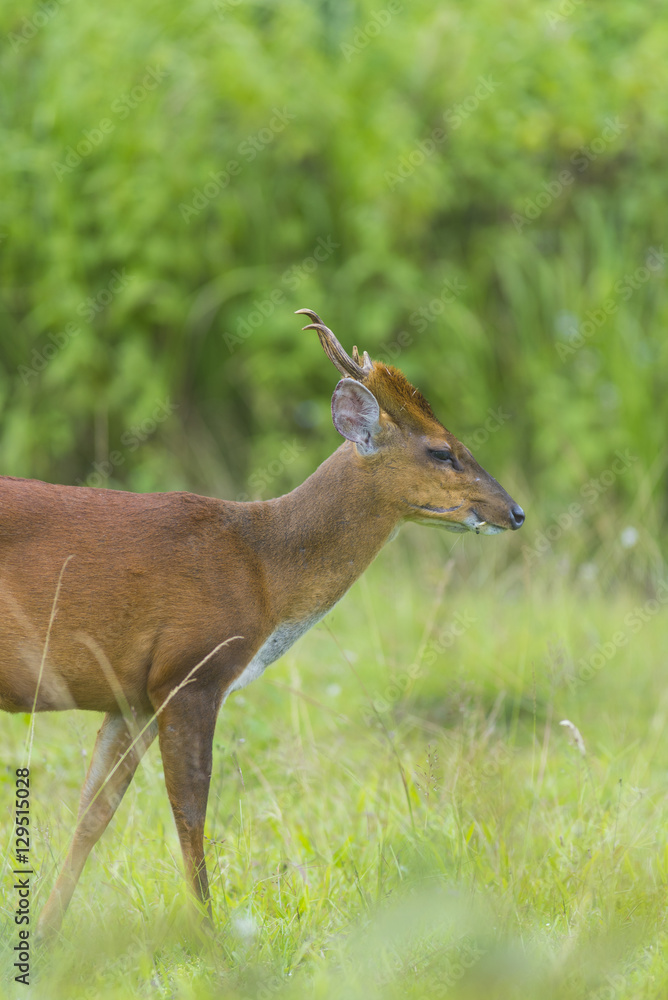 Muntiacus muntjak or fea's barking deer or so called fea's muntjac with flowers in background, Khao Yai National Park Muntiacus muntjak or fea's barking deer or so called fea's muntjac with flowers in background, Khao Yai National Park