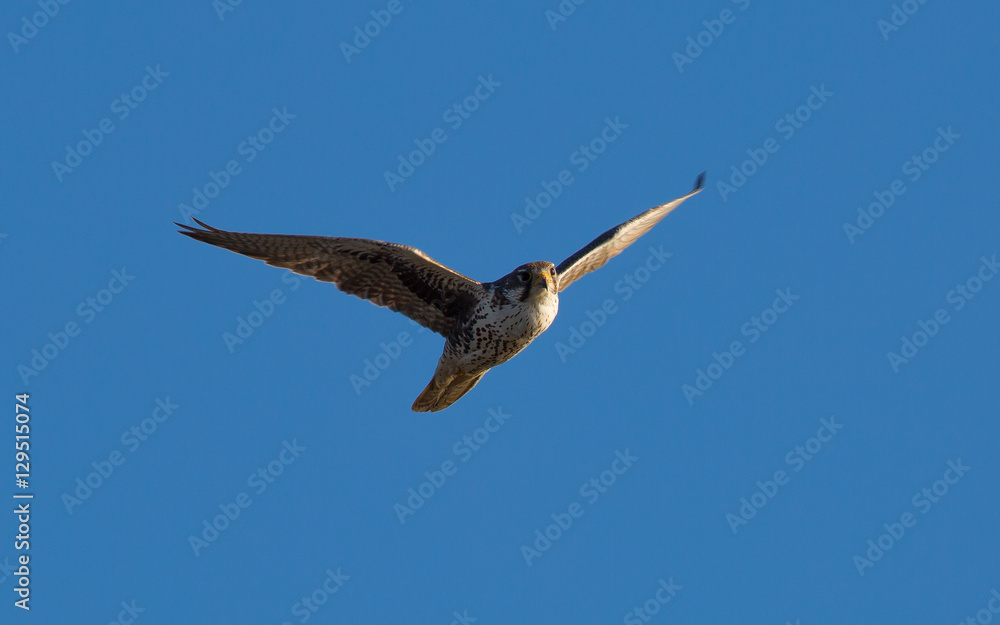 Peregrine falcon, seen in the wild near the San Francisco Bay Peregrine falcon, seen in the wild near the San Francisco Bay