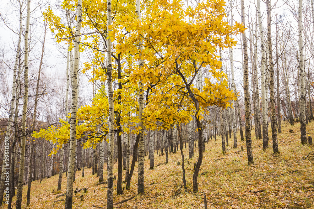 Fototapeta premium In autumn, trees on the hillside