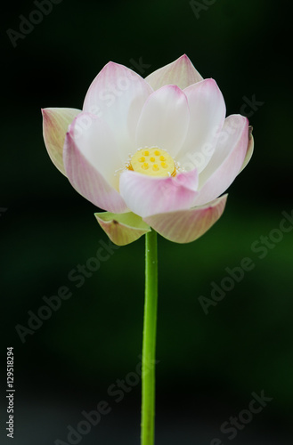 Lotus fresh flower