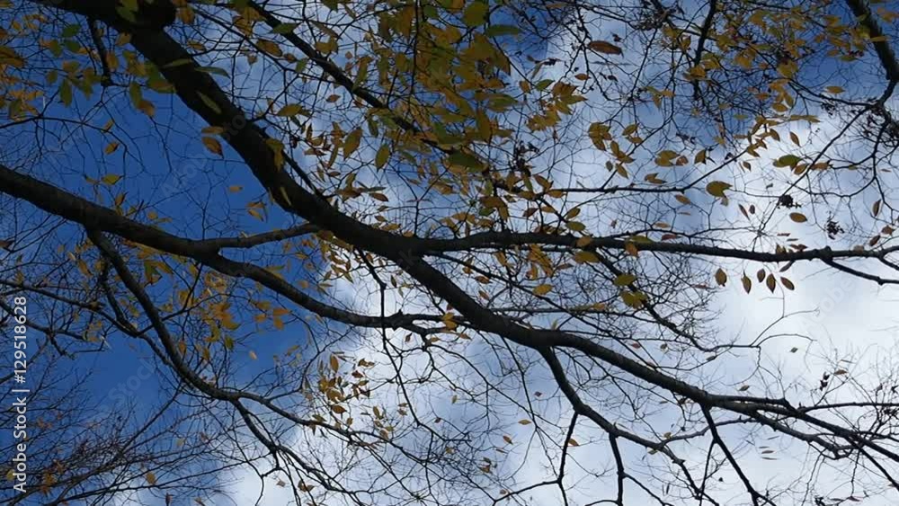 流れる雲と強風に吹かれる木の葉