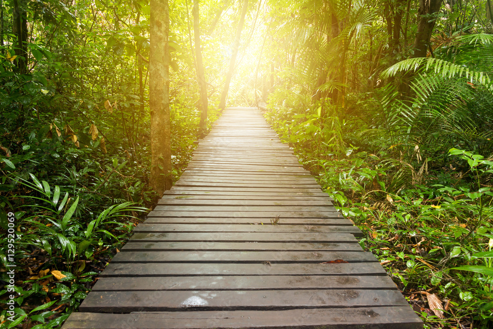 Obraz premium Pathway to jungle