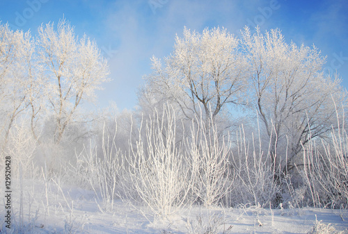 Winter landscape. Frost frost on the trees. Mist evaporation of