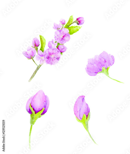 Fototapeta Naklejka Na Ścianę i Meble -  Set of watercolor sakura flower. Cherry flower.
