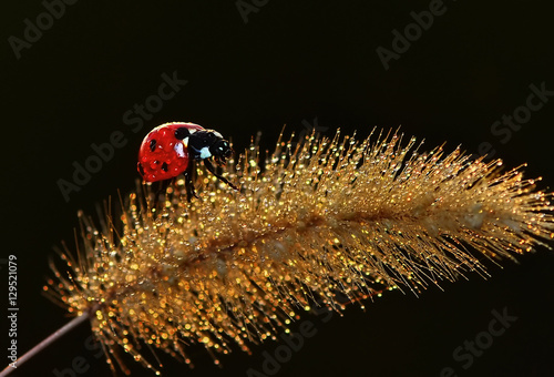 ladybug photo