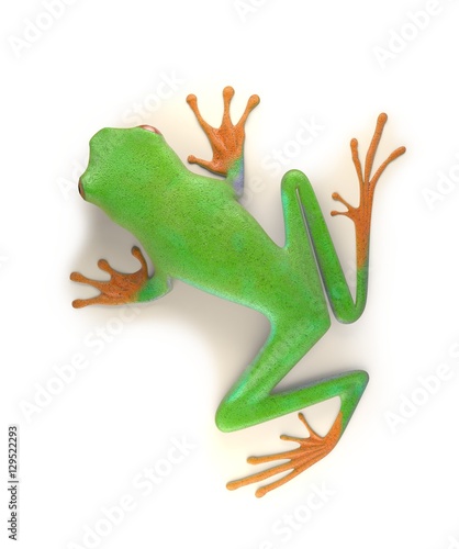 red eyed tree frog from tropical rainforest of Costa Rica isolated on white. Agalychnis callidrias. 3d illustration