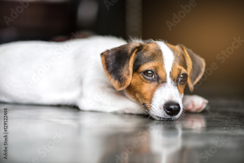 jack russell dog sleeping on the floor , selective focus and light effect.