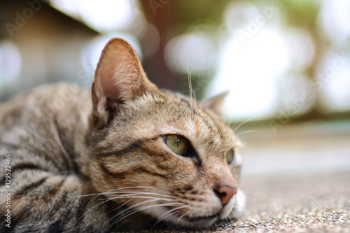 Close up of cat in the garden. Selective focus light effect.