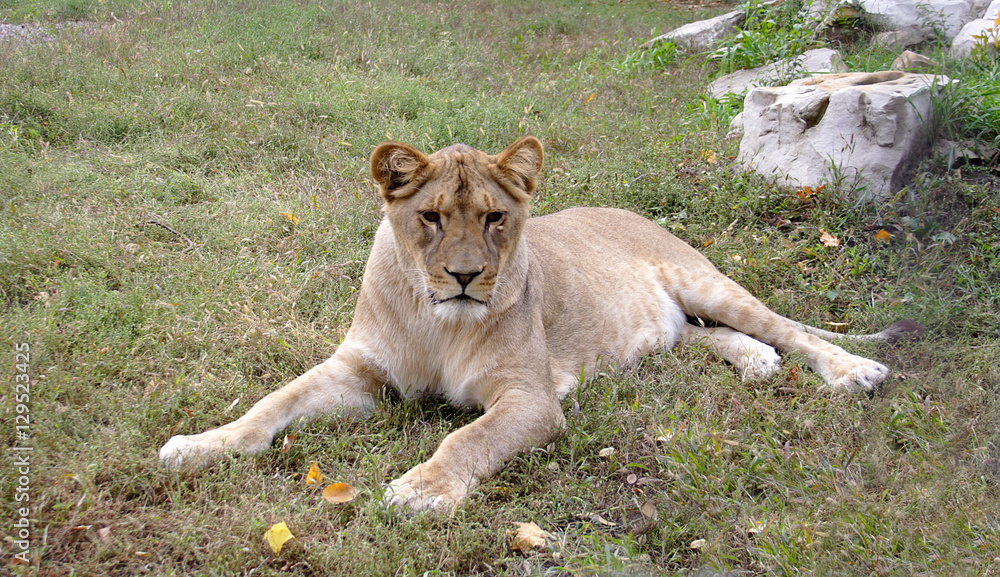 Lioness Lioness