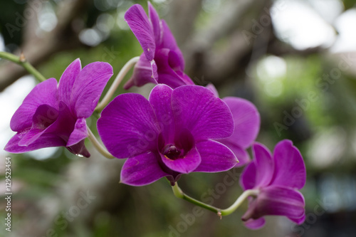 Thai orchids in a park