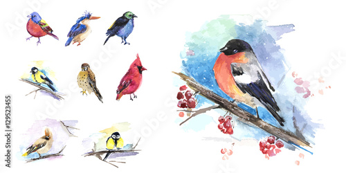 The birds in winter, birds set of watercolor technique. Vector