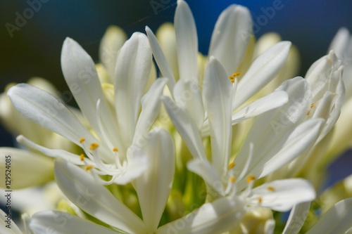 white pretty flower petals closeup © doolmsch